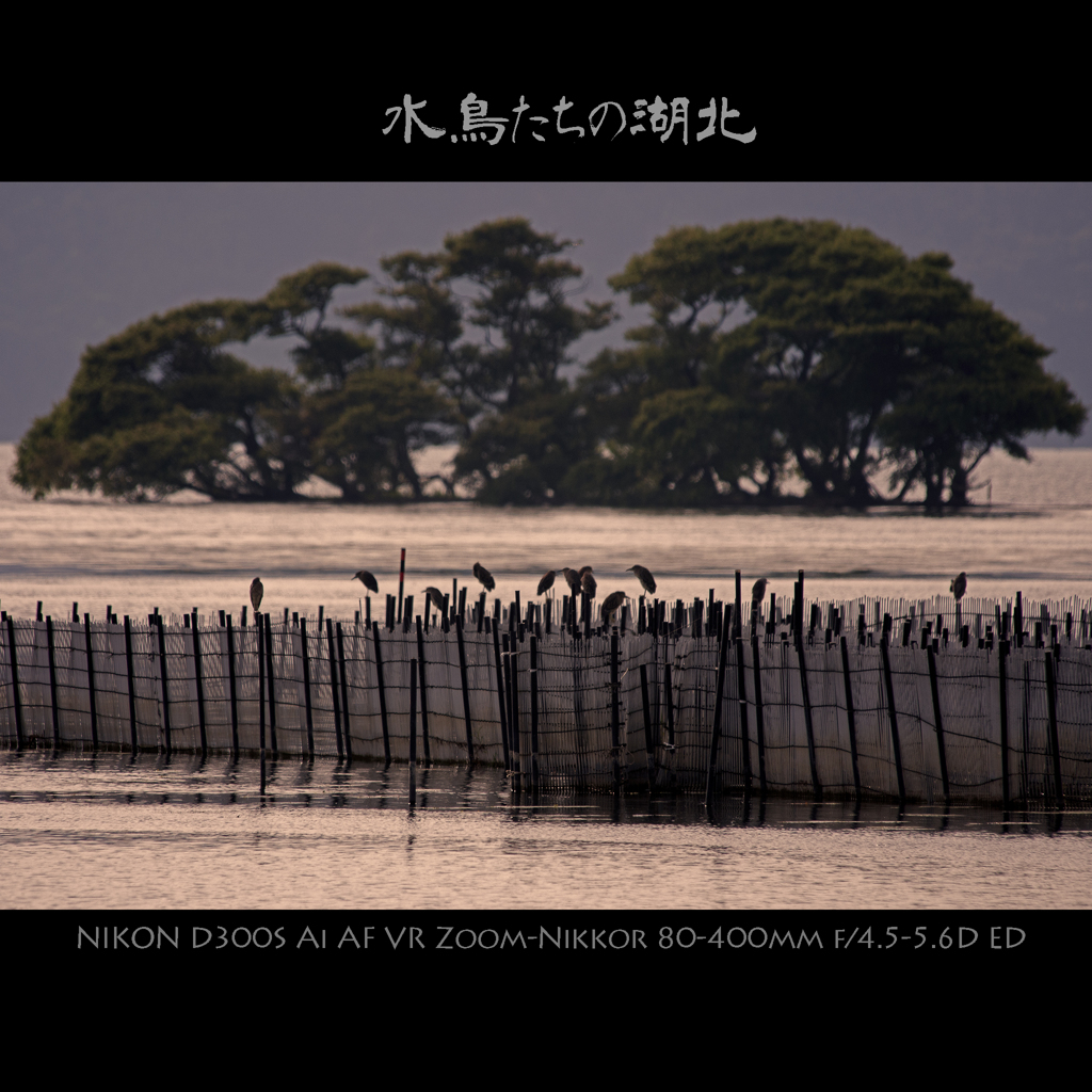 水鳥たちの湖北