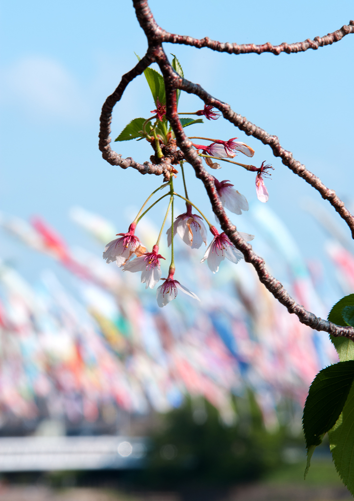 残り桜