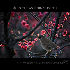 梅 in the morning light 3