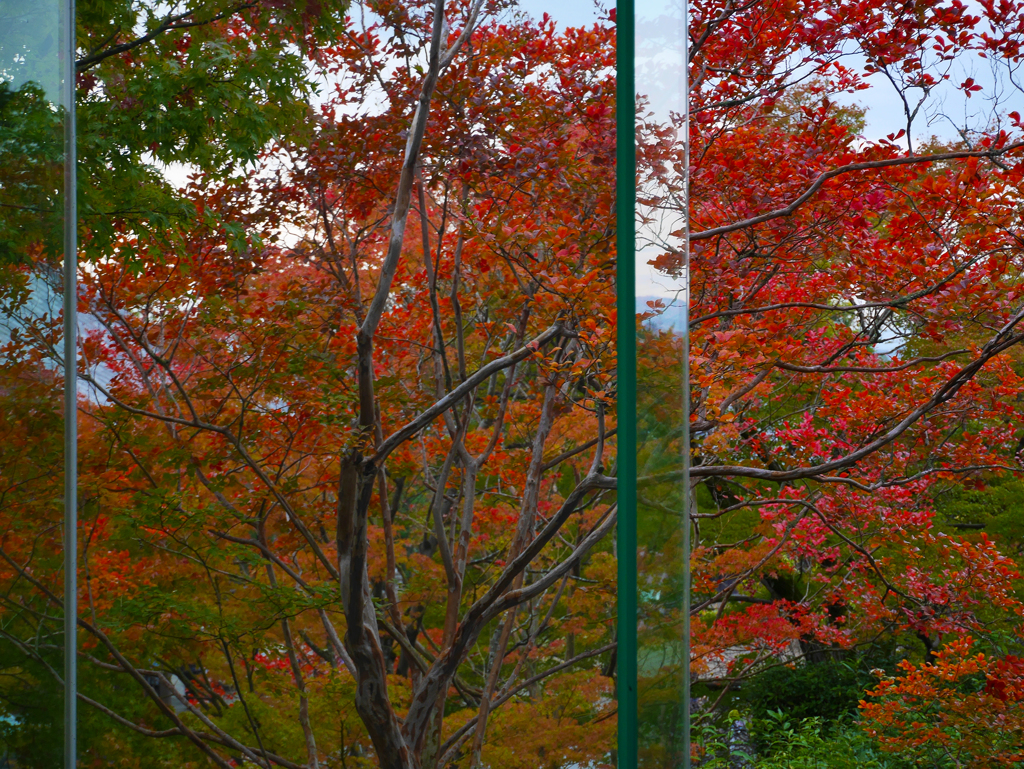 glassed red leaves