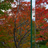 glassed red leaves