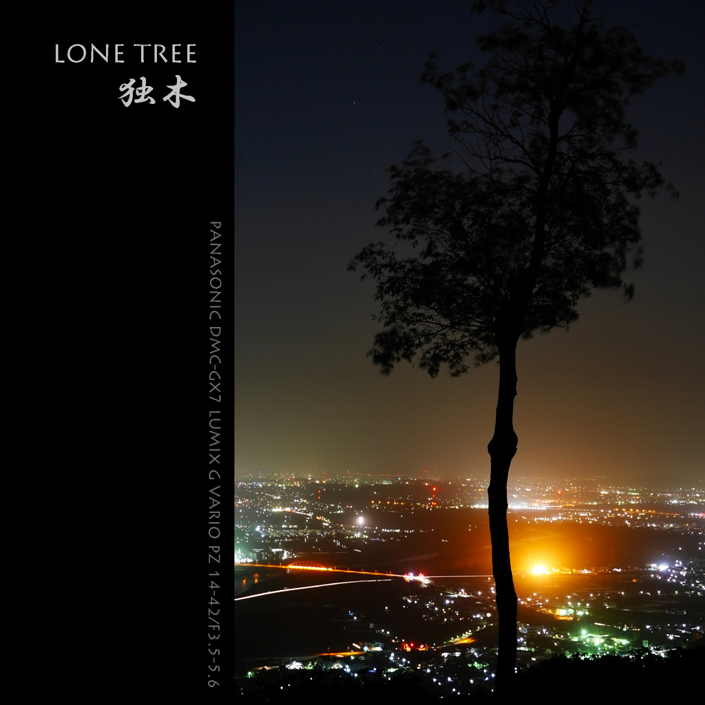 LONE TREE 独木