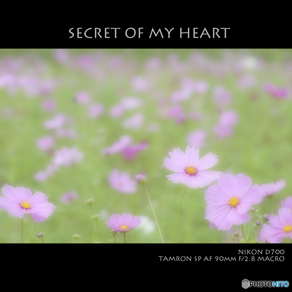 SECRET OF MY HEART
