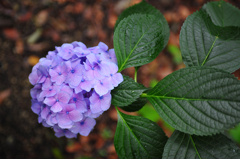 雨を呼ぶ花