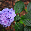 雨を呼ぶ花