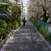 Sakura Walk 2