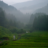 雨煙る棚田