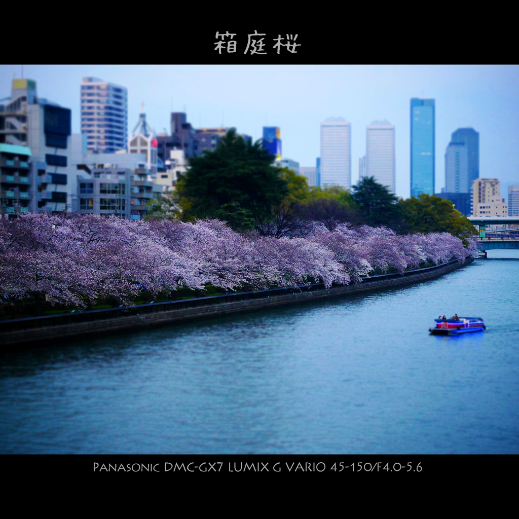 箱庭桜