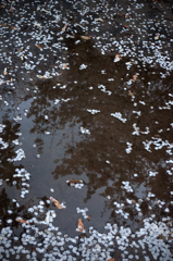 雨後の桜