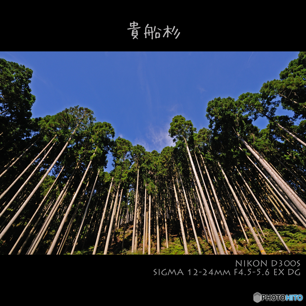 貴船杉