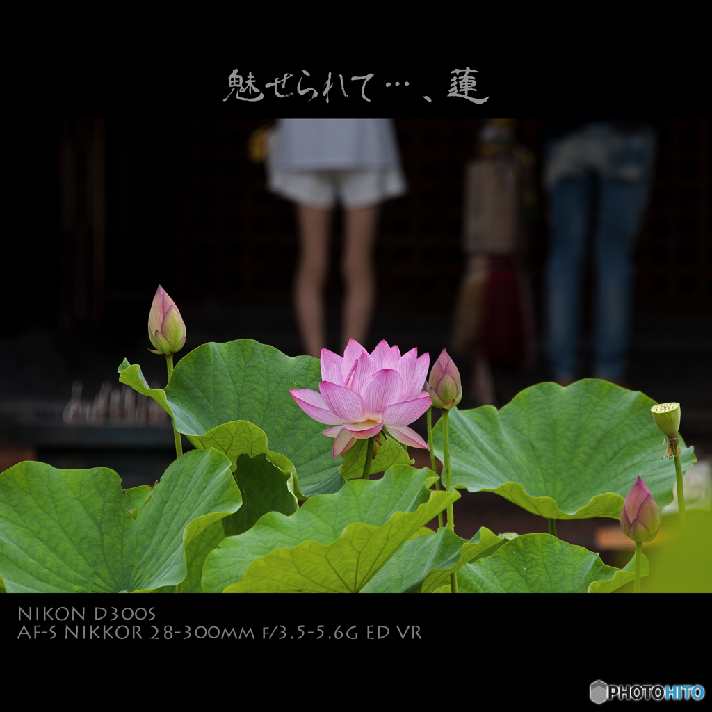 魅せられて・・・、蓮