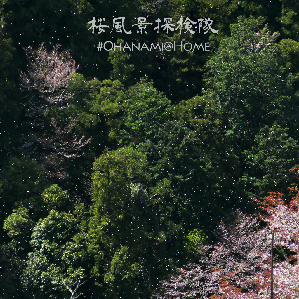 桜風景探検隊　惜別編
