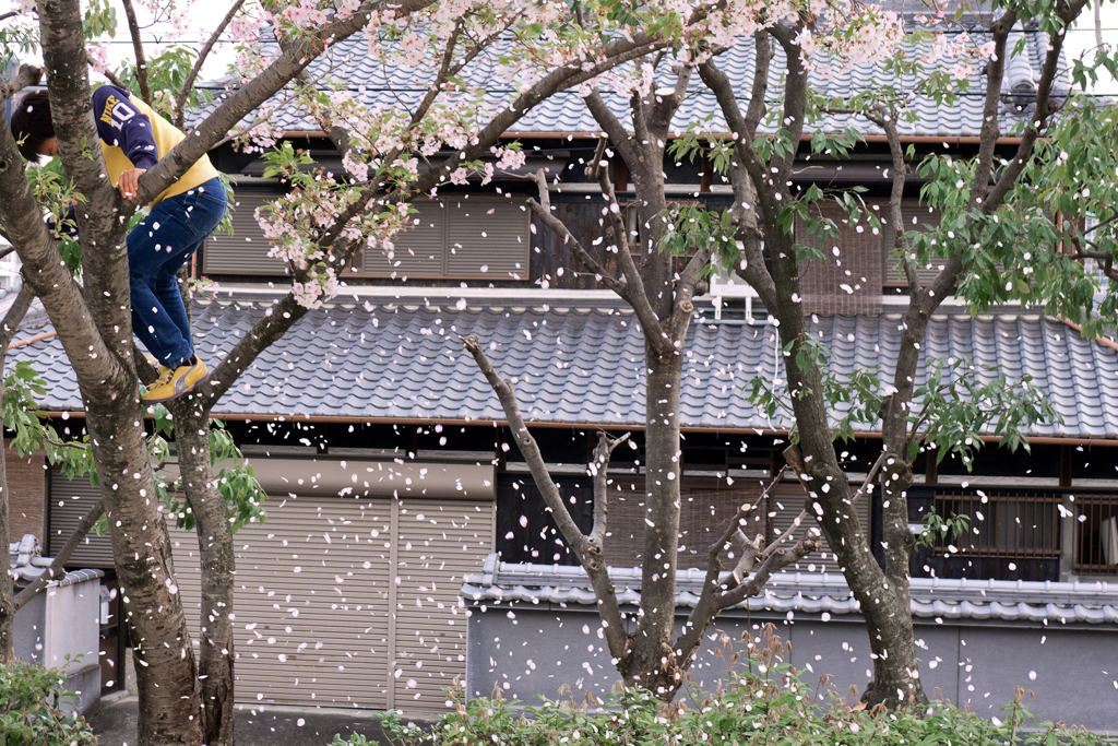悪ガキと桜吹雪