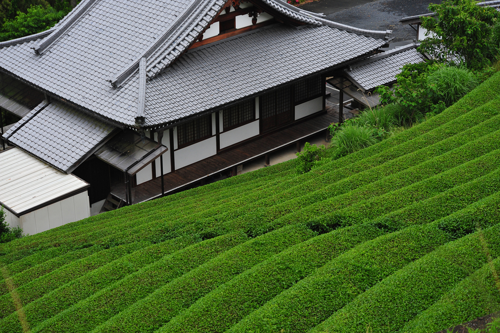 茶畑と生きる