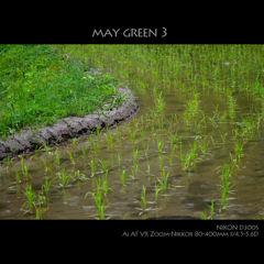 MAY GREEN 3