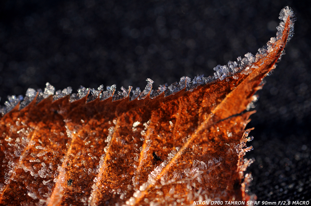 Frozen Leaf