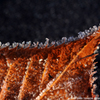 Frozen Leaf