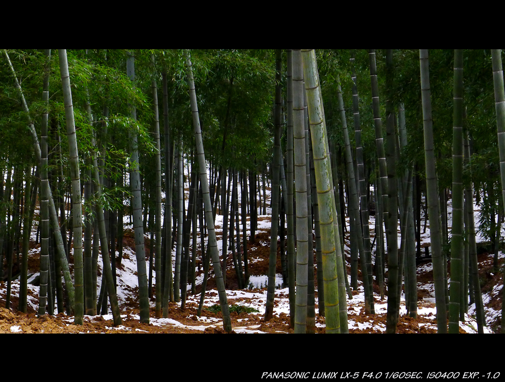 WHITE BAMBOO FOREST