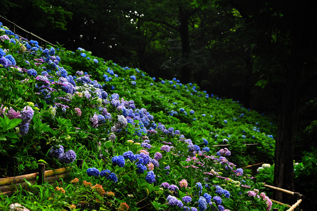紫陽花の小路