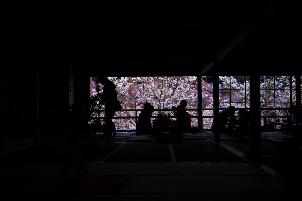 記憶桜