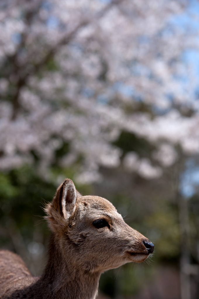 古都桜