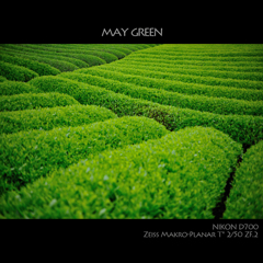 MAY GREEN