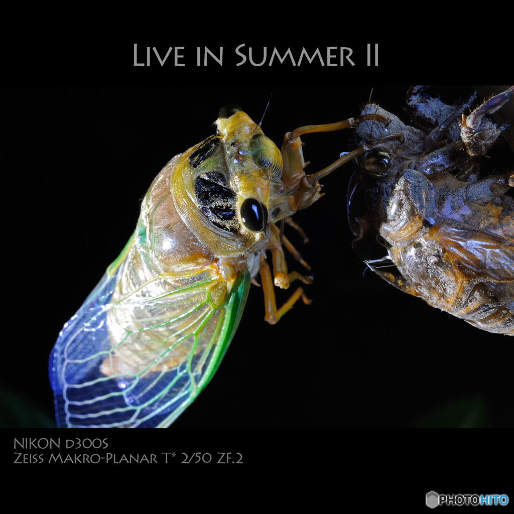 LIVE IN SUMMER II