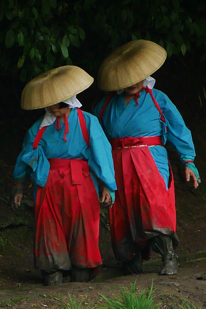 田植え