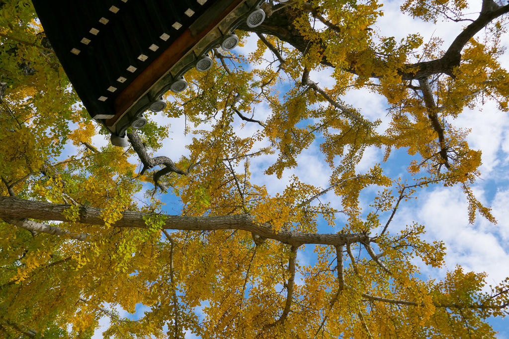 イチョウの空