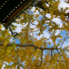 イチョウの空