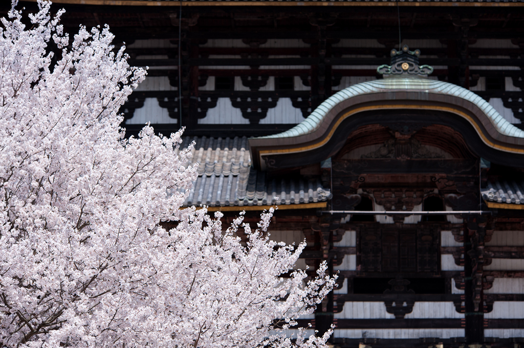 奈良、東大寺の春　その３