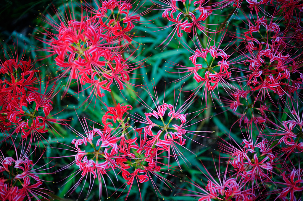 初秋の花火