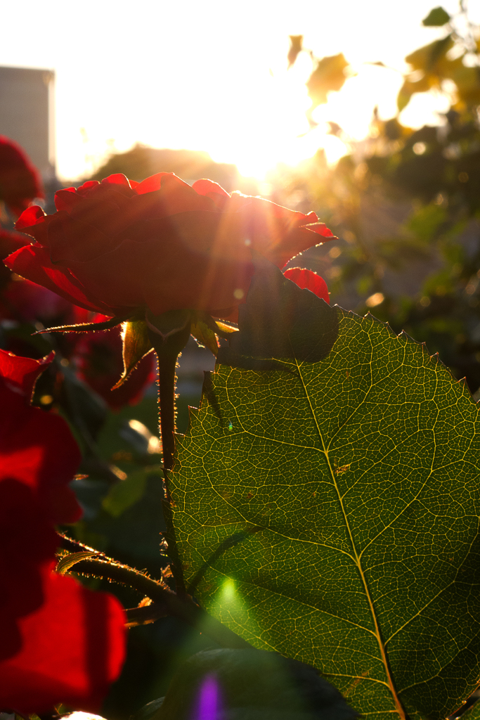 薔薇と夕陽