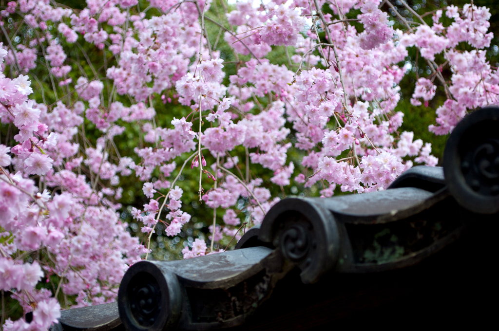 桜降る