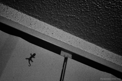 Night Gecko