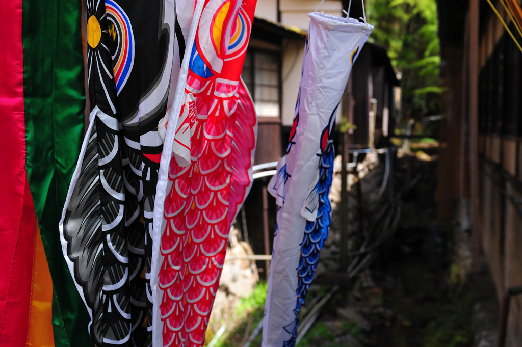 山里鯉
