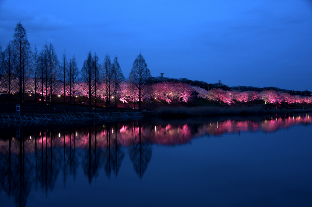 SAKURA EVENING