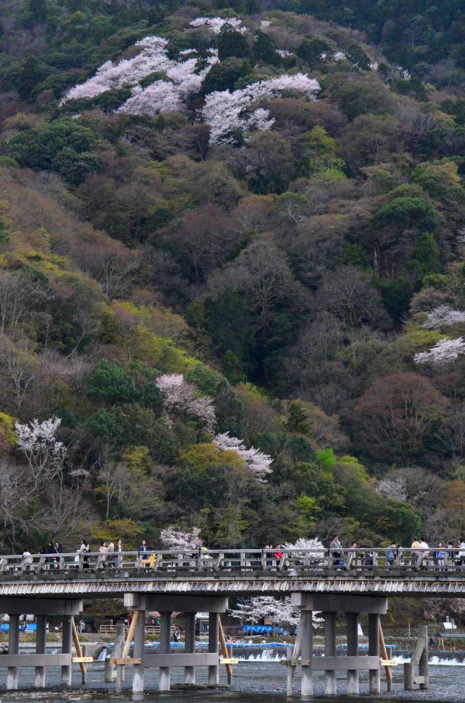 嵐山桜