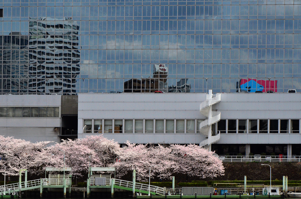 ビルと桜と船着場