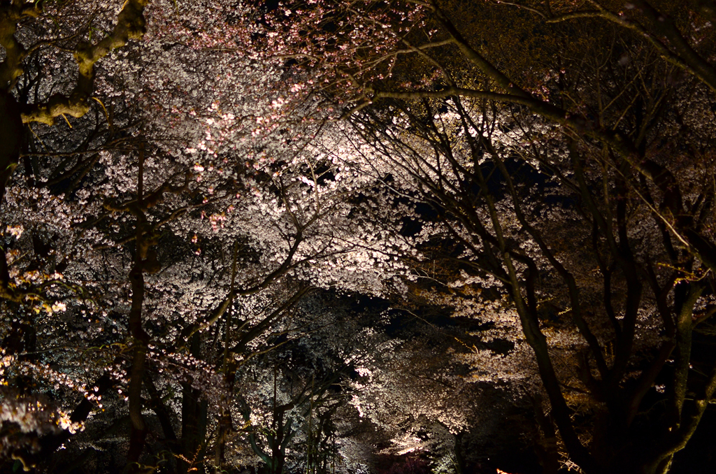 夜桜天井