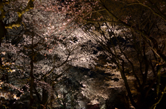 夜桜天井