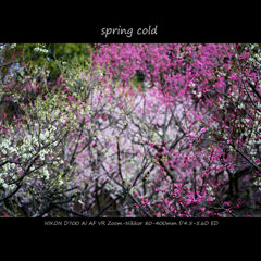 spring cold