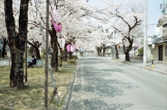 大宮桜並木 4