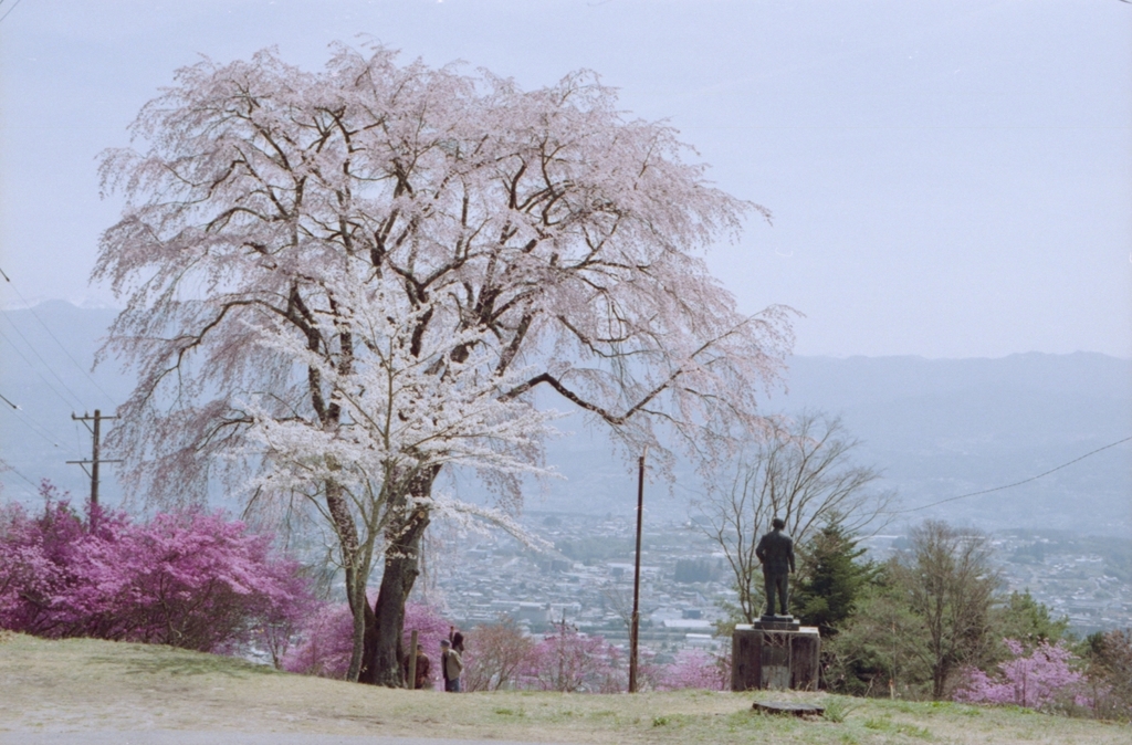 桜めぐりて #11