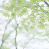 ｈｉｋａｒｉ
