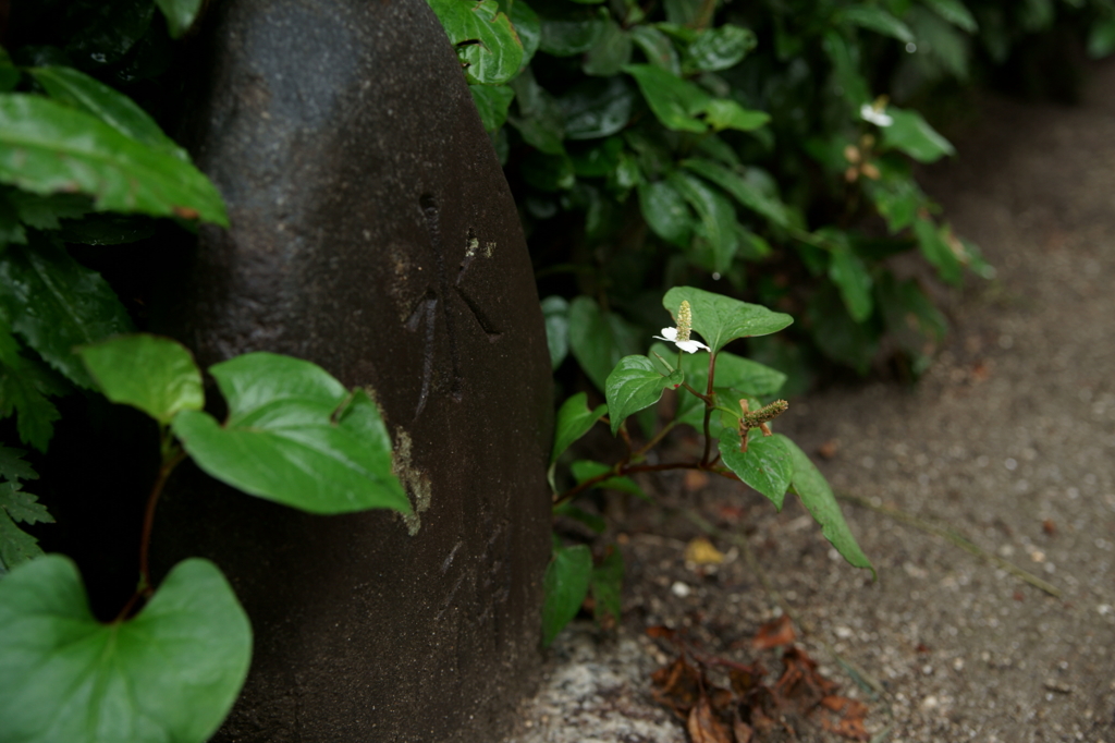 梅雨のひと時