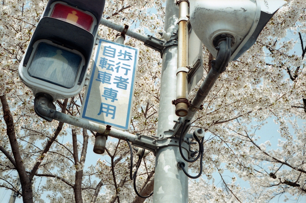大宮桜並木 2