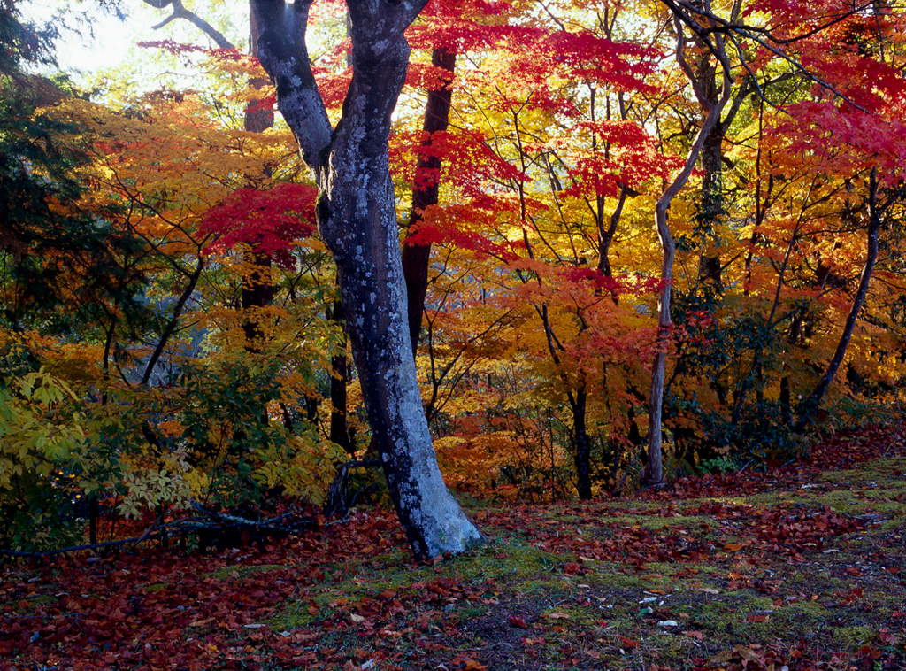 今村公園2012秋 #01