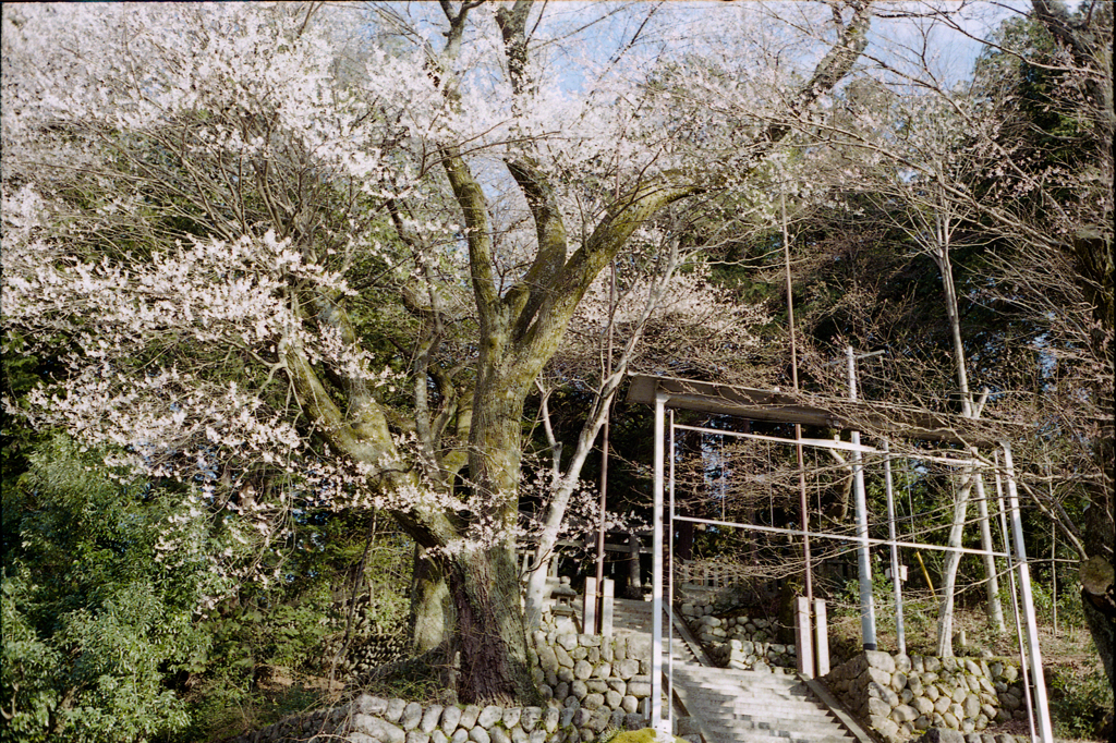 神社の桜