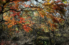 桜に変わりまして、、